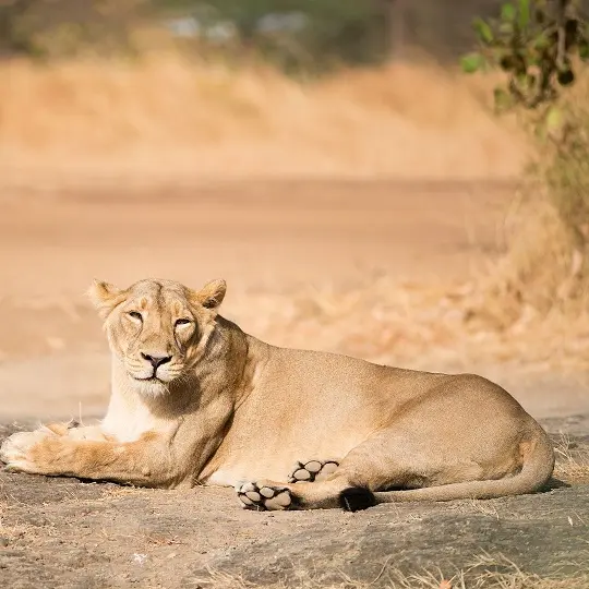 SASAN GIR TOUR PACKAGE